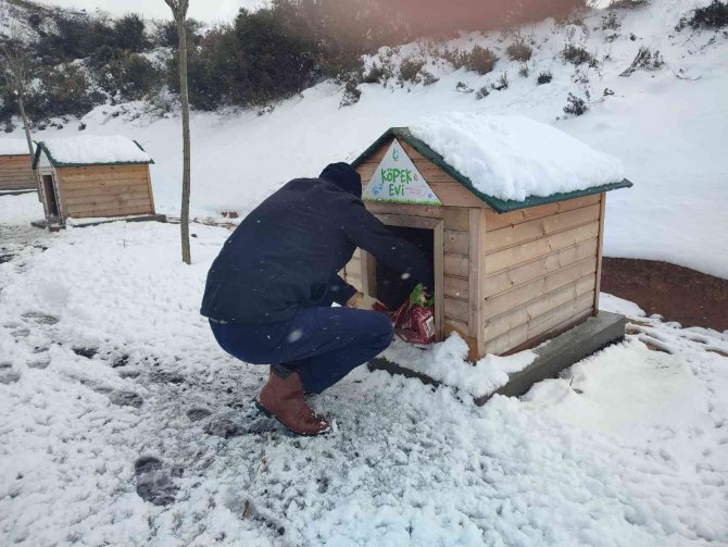 Sokak hayvanları için büyük seferberlik