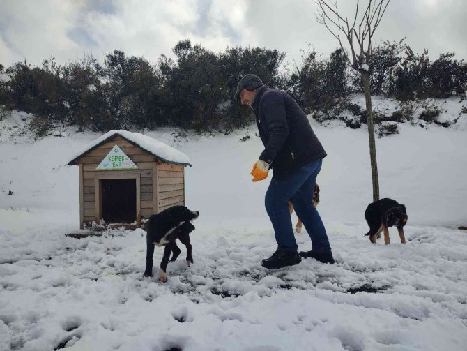 Sokak hayvanları için büyük seferberlik