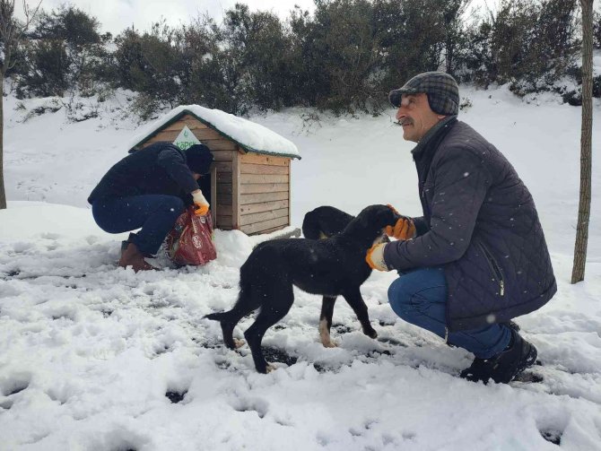 Sokak hayvanları için büyük seferberlik