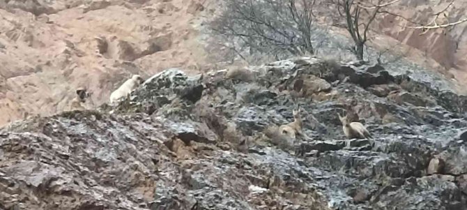 Yaban keçileri sokak köpeklerinin hedefi oldu