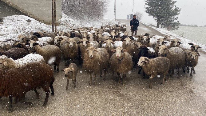 Yeni doğan kuzusu üşümesin diye sırt çantasında taşıdı