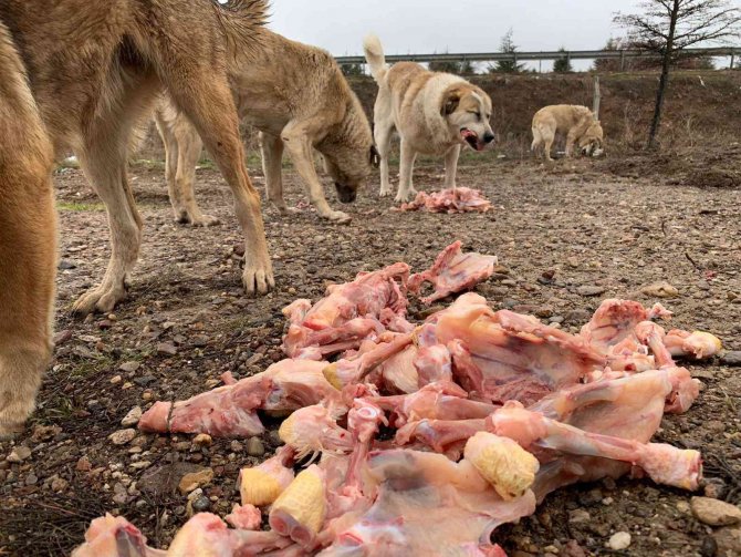 Köpekler için  her gün 50 kilometre yol gidiyor