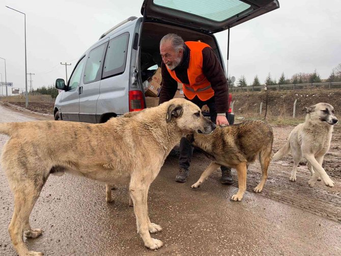 Köpekler için  her gün 50 kilometre yol gidiyor