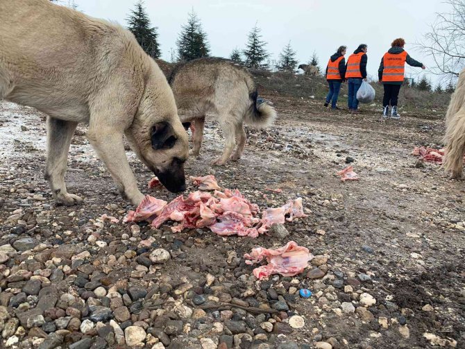 Köpekler için  her gün 50 kilometre yol gidiyor