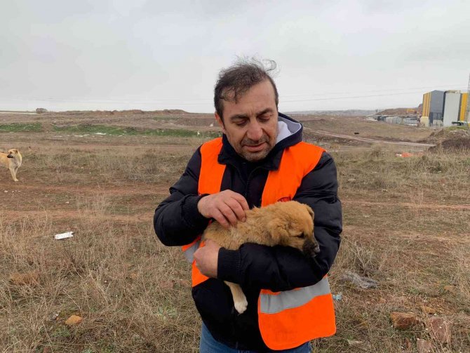 Köpekler için  her gün 50 kilometre yol gidiyor