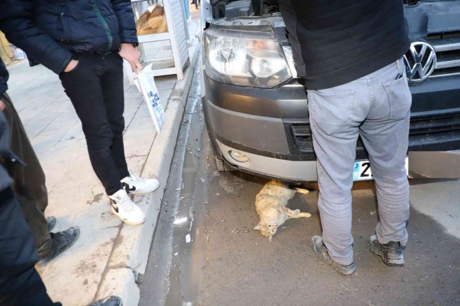 Belediye ekiplerinin sahip çıktığı kedi kurtarılamadı