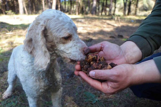 Dünyanın en pahalı mantarı ‘trüf’ü radar köpekler buluyor