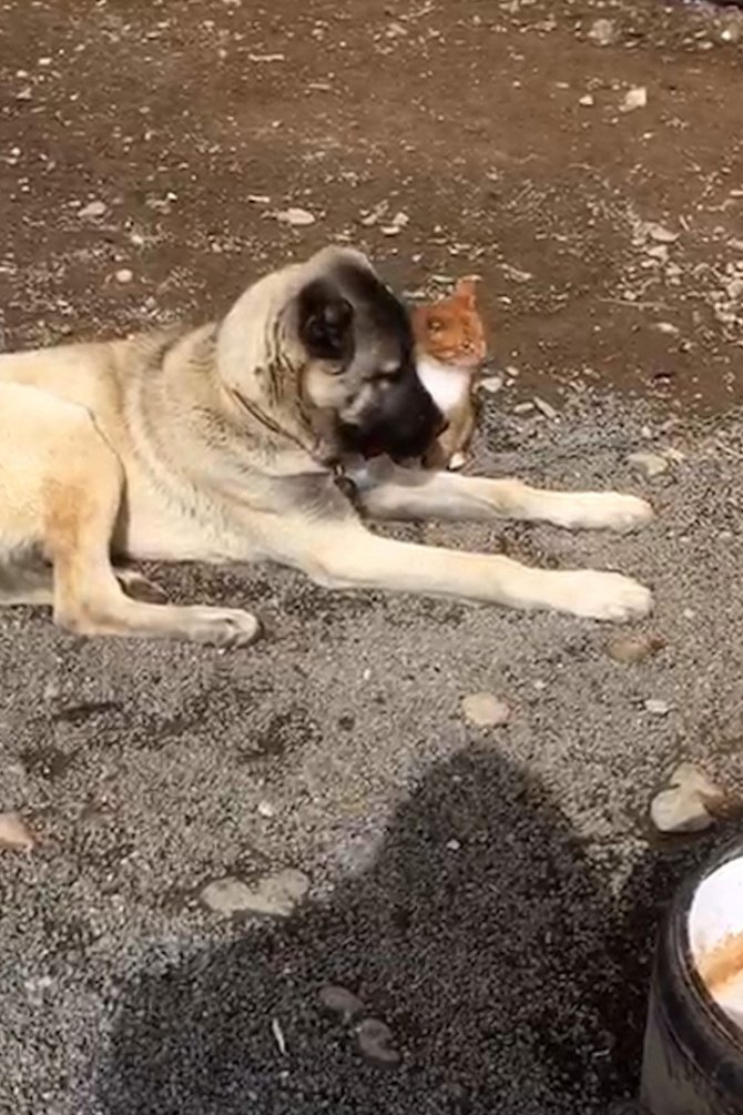 Kangal ile kedinin dostluğu insanlığa örnek oluyor