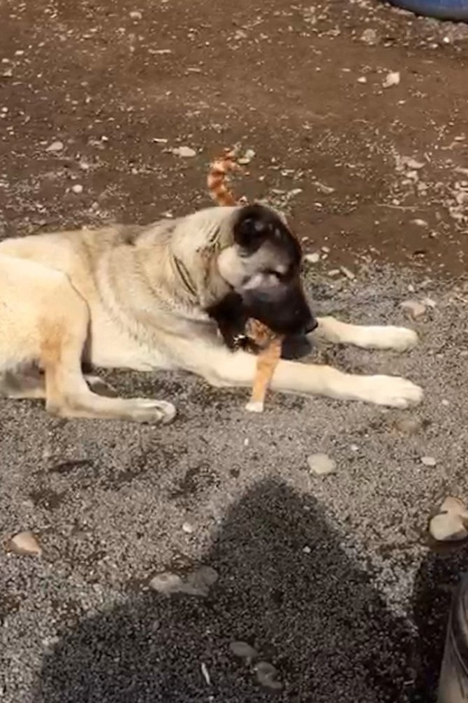 Kangal ile kedinin dostluğu insanlığa örnek oluyor