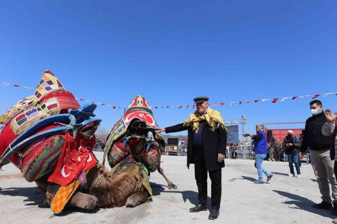 Efeler Deve Güreşi Festivali’ne yoğun ilgi