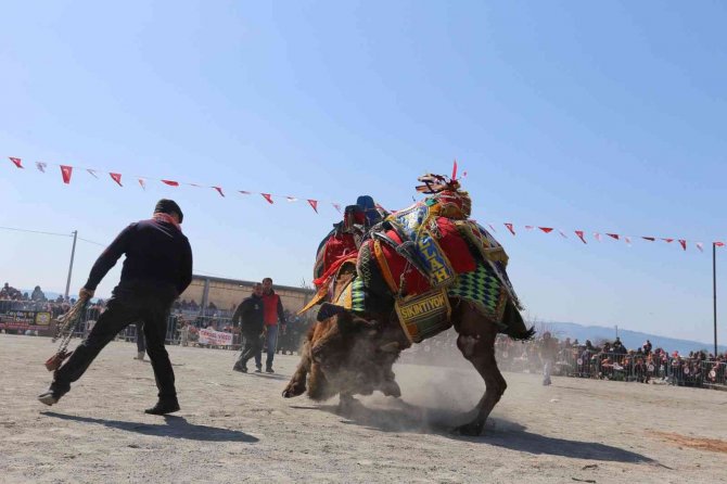 Efeler Deve Güreşi Festivali’ne yoğun ilgi