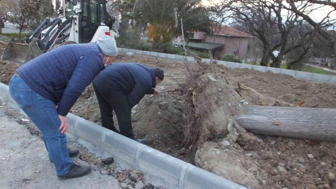 Asırlık servi ağacı rüzgara dayanamadı