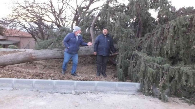 Asırlık servi ağacı rüzgara dayanamadı