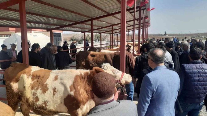 Canlı hayvan borsası açıldı