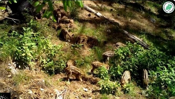 Yavru yaban domuzlarını doğal ortamlarında fotokapan görüntüledi