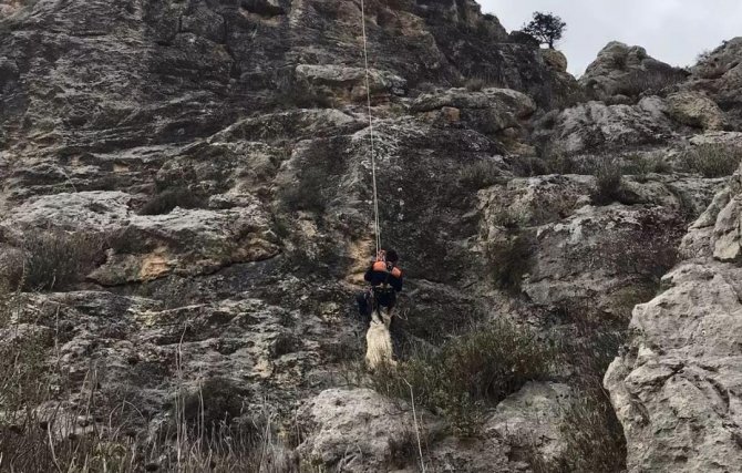 Mahsur kalan keçi kurtarıldı