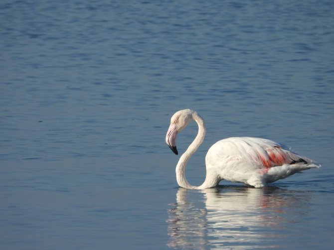 Flamingoların görsel şöleni