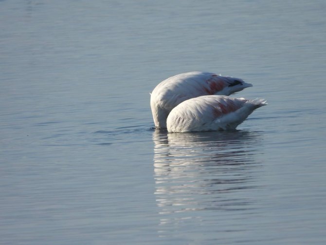 Flamingoların görsel şöleni