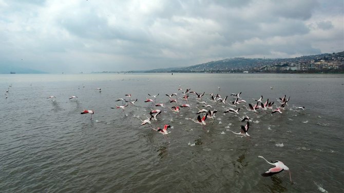 Flamingoların görsel şöleni