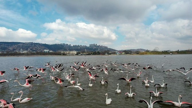 Flamingoların görsel şöleni