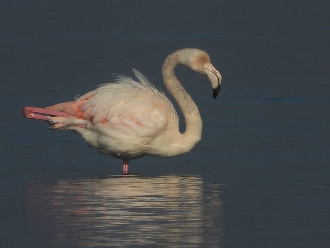 Flamingoların görsel şöleni