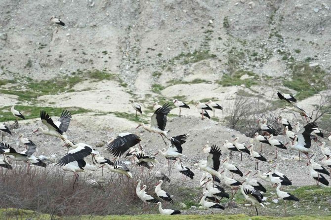 Leylekler için "Göç Yolu Acil İniş Pisti" oluşturuldu