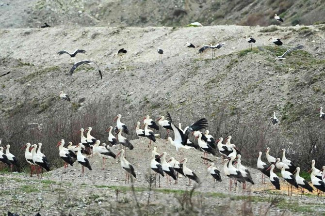 Leylekler için "Göç Yolu Acil İniş Pisti" oluşturuldu