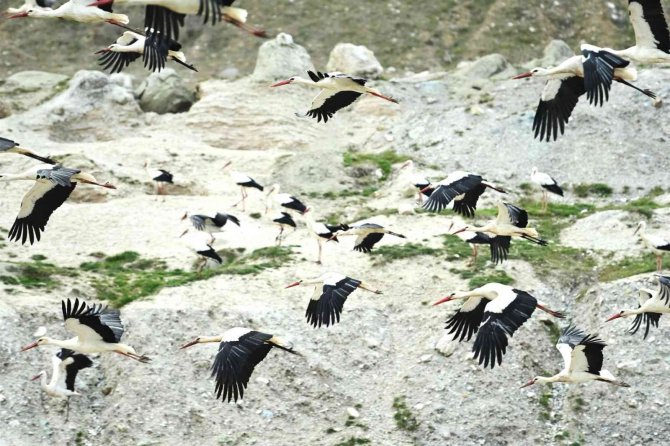 Leylekler için "Göç Yolu Acil İniş Pisti" oluşturuldu