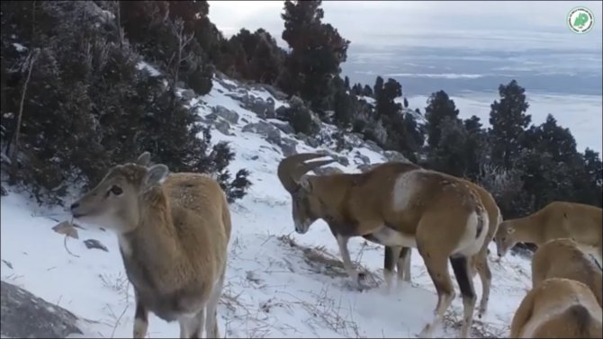 Anadolu yaban koyunlarının görüntüleri yemleme alanındaki fotokapana yansıdı