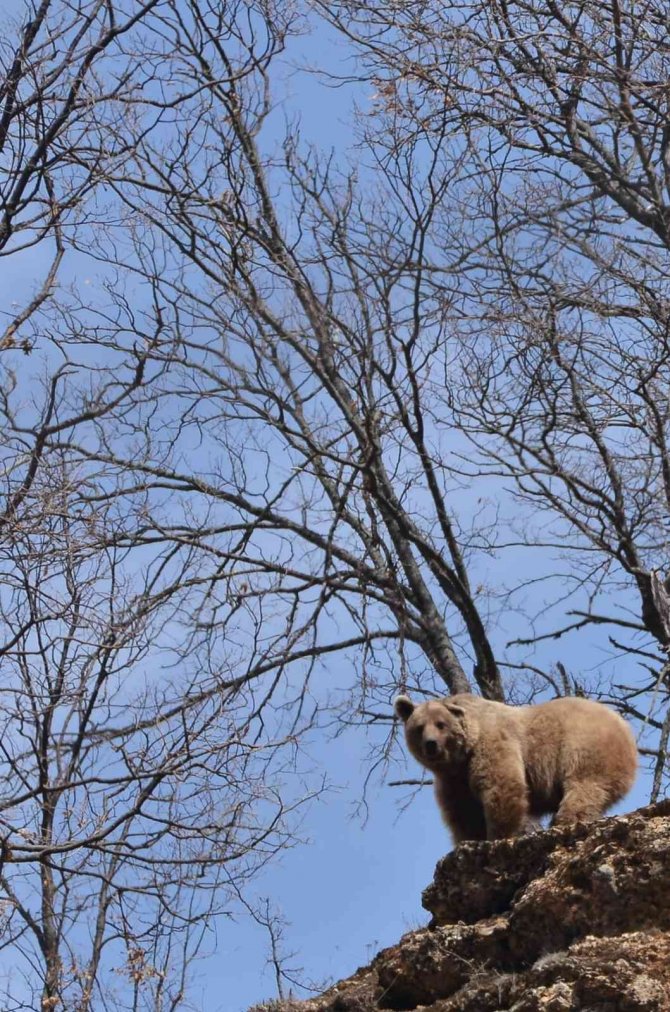 Bozayı doğa fotoğrafçısına ’poz verdi’