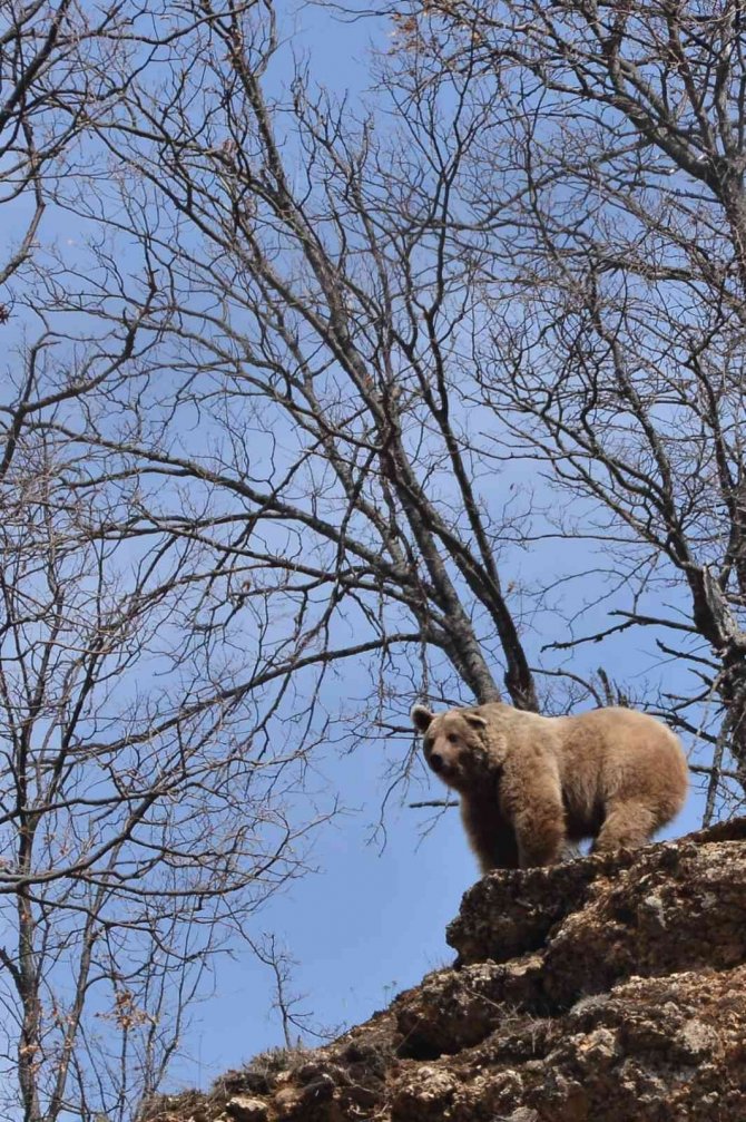 Bozayı doğa fotoğrafçısına ’poz verdi’