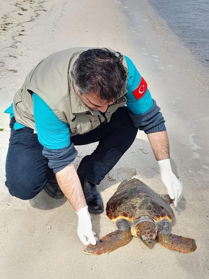 Kıyıya vuran yeşil deniz kaplumbağası kurtarıldı