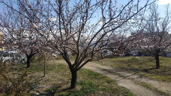 Badem ve kayısı ağaçları çiçek açtı