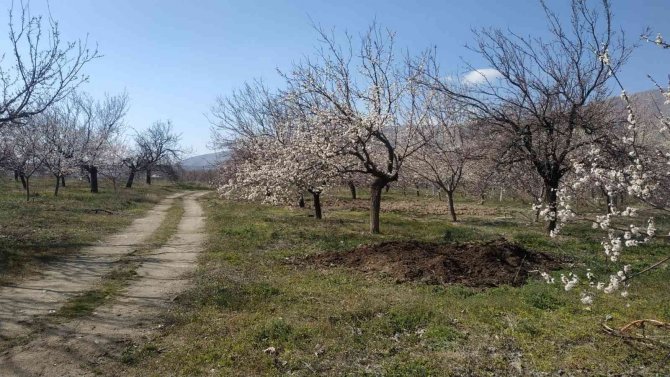 Badem ve kayısı ağaçları çiçek açtı