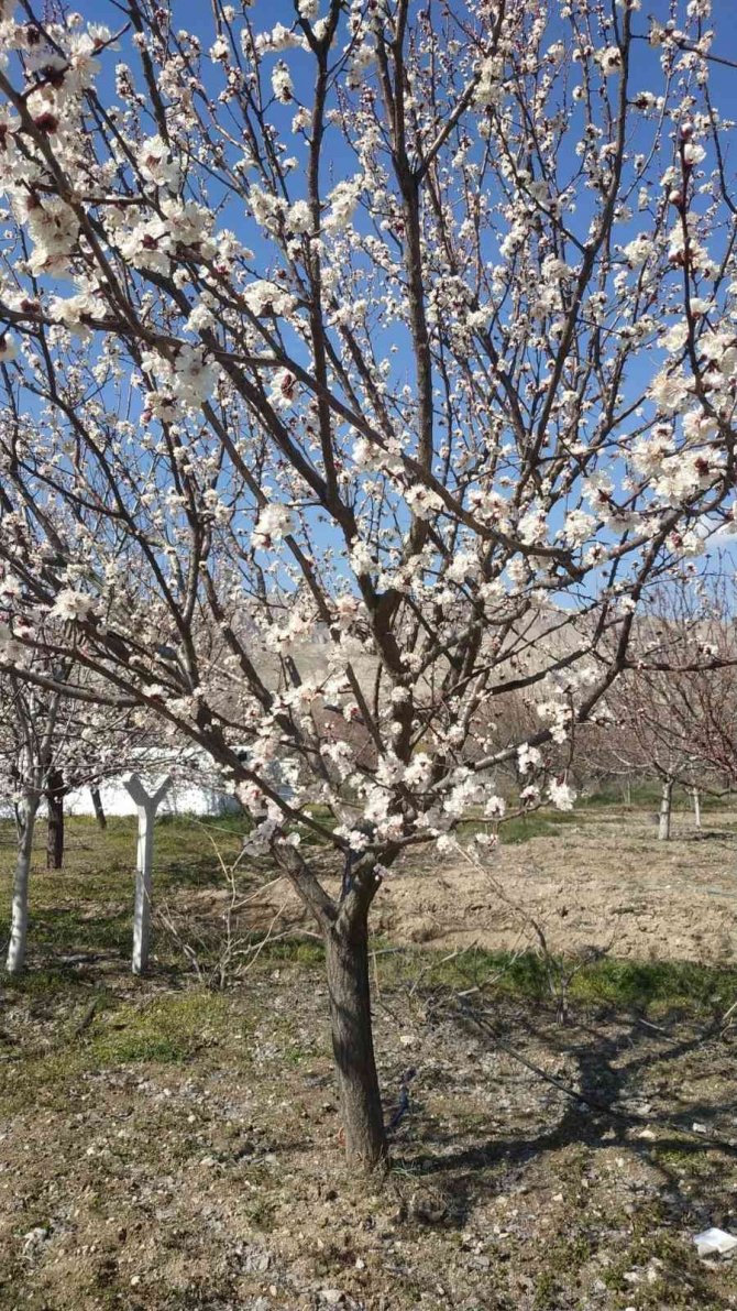 Badem ve kayısı ağaçları çiçek açtı