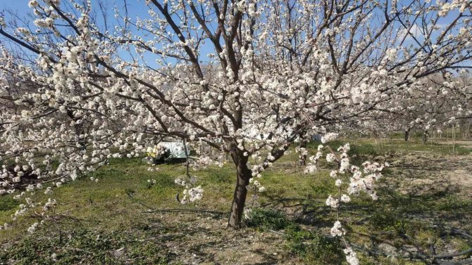 Badem ve kayısı ağaçları çiçek açtı