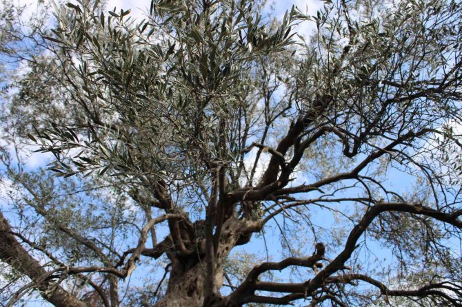 400 yıllık zeytin ağaçları ilçeye ışık oldu