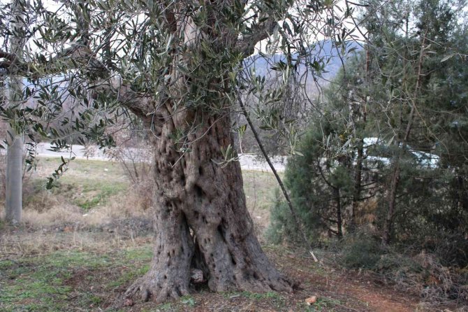 400 yıllık zeytin ağaçları ilçeye ışık oldu