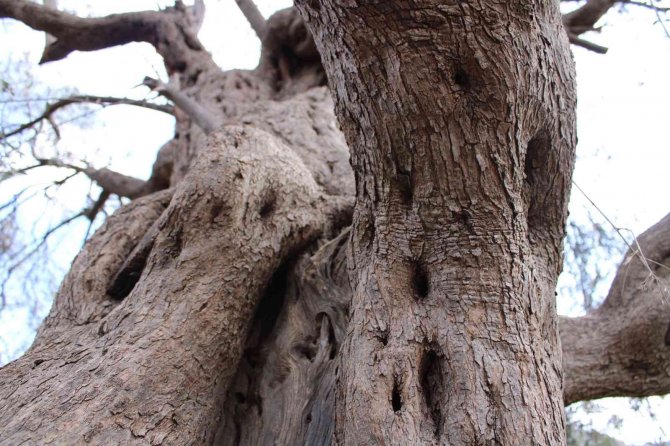 400 yıllık zeytin ağaçları ilçeye ışık oldu