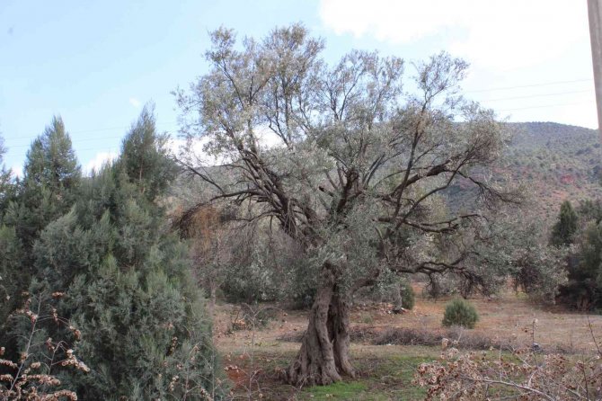 400 yıllık zeytin ağaçları ilçeye ışık oldu