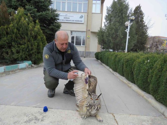 Tedavi edilen Puhu kuşu doğaya salındı