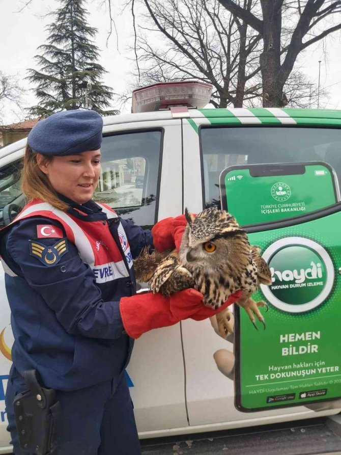 Yaralı olarak bulunan şahin ve puhu kuşu tedavi altına alındı