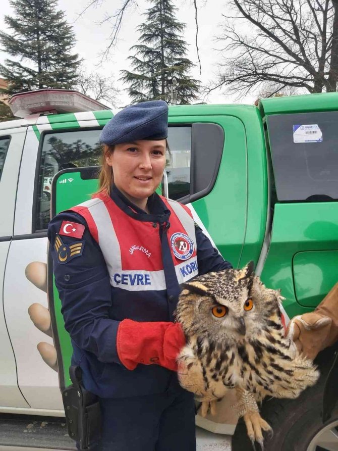 Yaralı olarak bulunan şahin ve puhu kuşu tedavi altına alındı