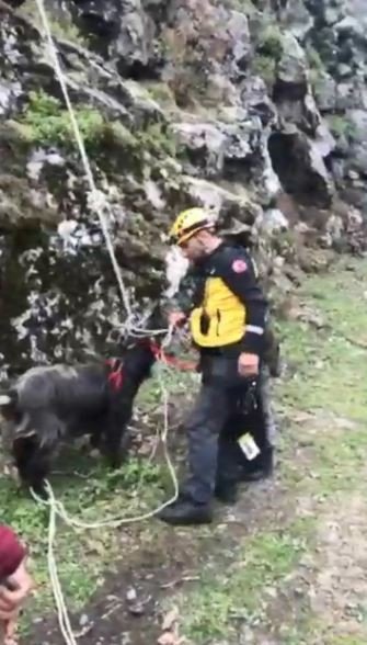 Kayalıklarda 6 gündür mahsur kalan keçiyi dağcılar kurtardı