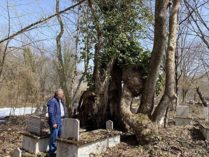 350 yıllık çınar ağacında Allah lafzı