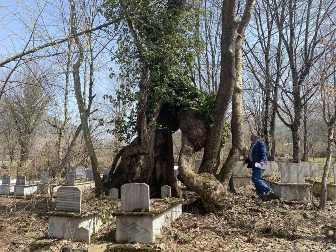 350 yıllık çınar ağacında Allah lafzı