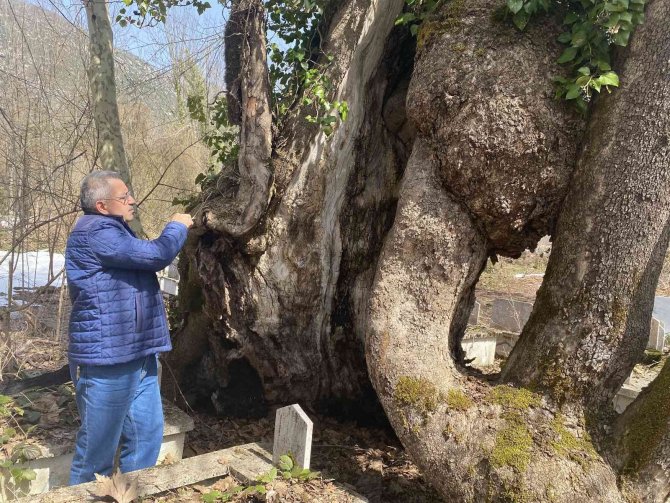 350 yıllık çınar ağacında Allah lafzı