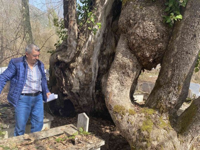 350 yıllık çınar ağacında Allah lafzı