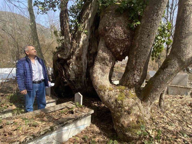 350 yıllık çınar ağacında Allah lafzı