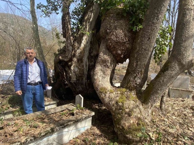 350 yıllık çınar ağacında Allah lafzı